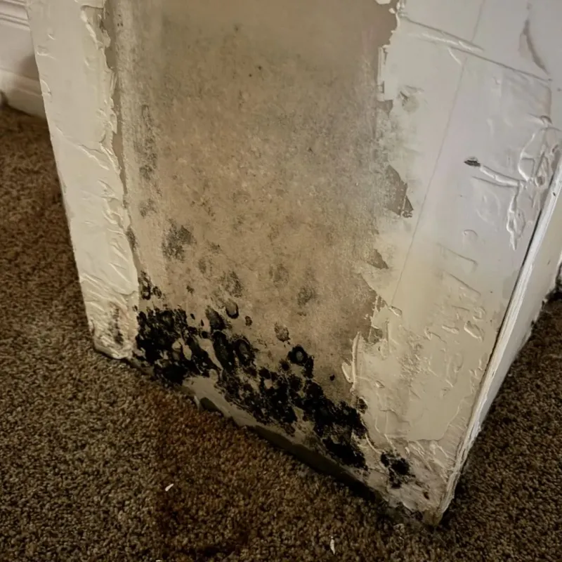 Professional Mold Removal in North Brookfield, MA